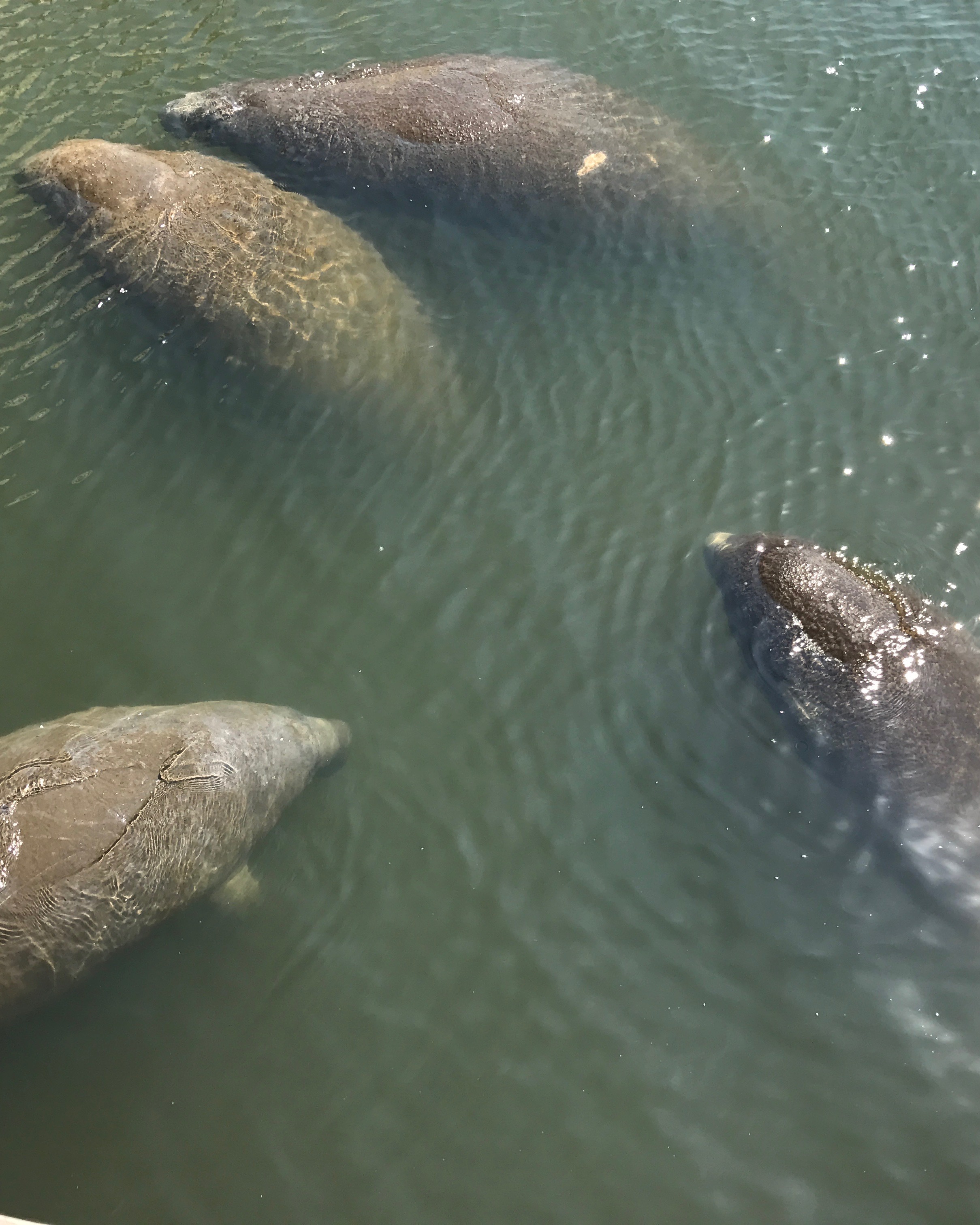Manatees in the Lagoon (iPhone 7)