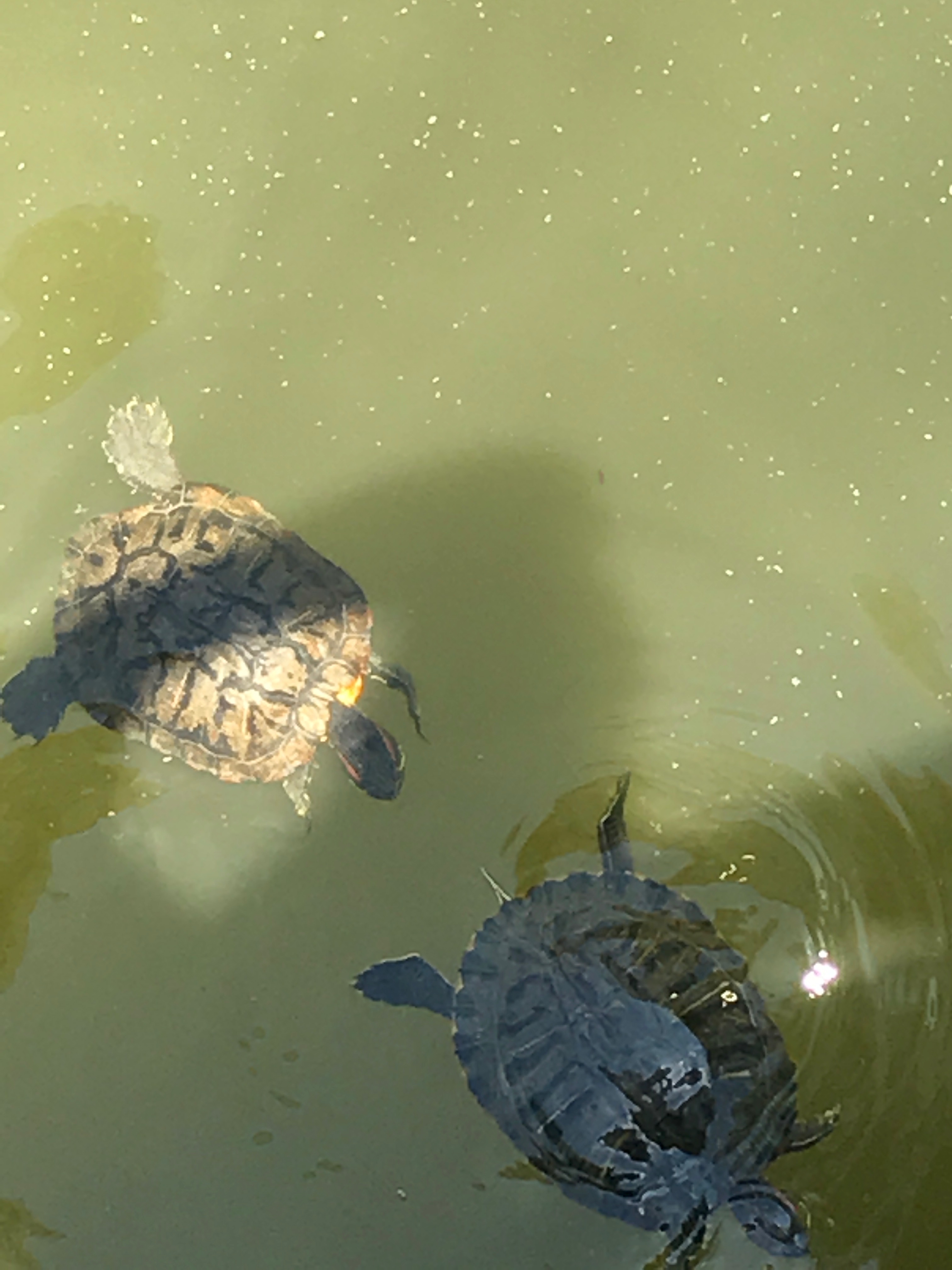 Turtles in the Lagoon (iPhone 7)