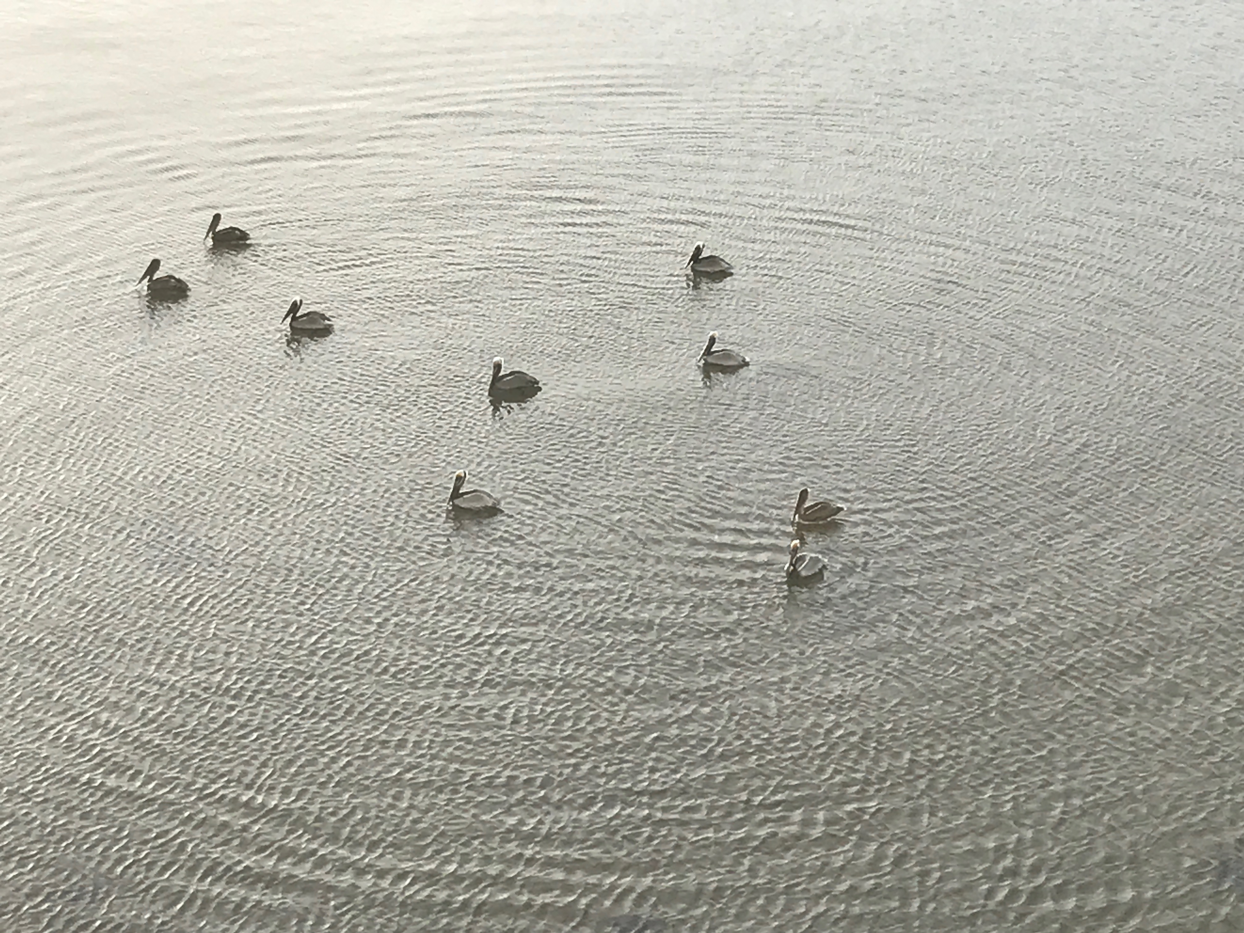 Pelicans off the balcony taken by 480 resident MS (iPhone 7)
