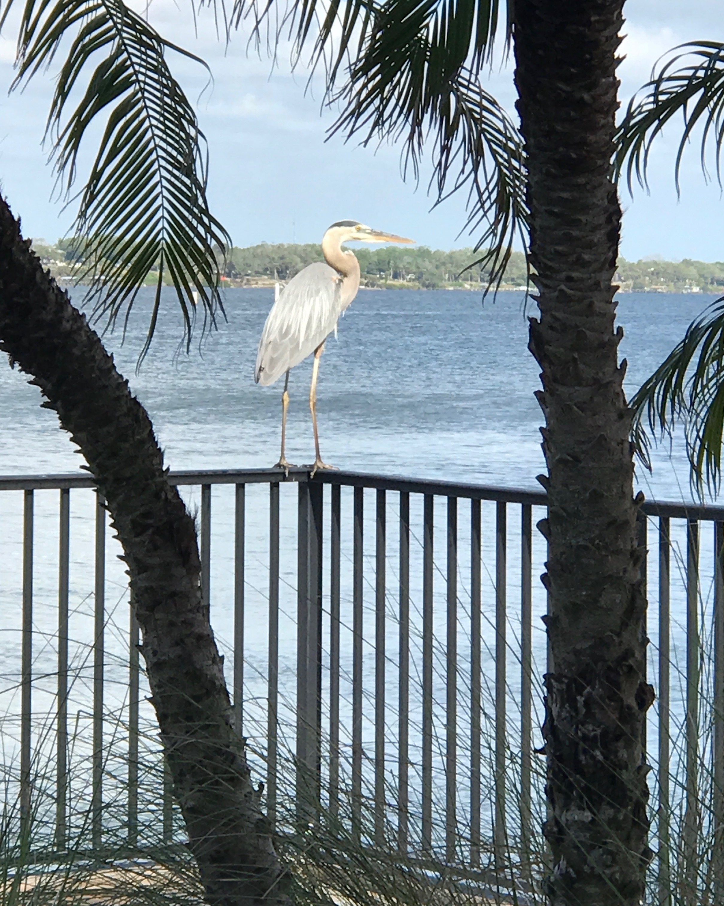 Egret resting taken by 480 resident GS (iPhone 7 Plus)