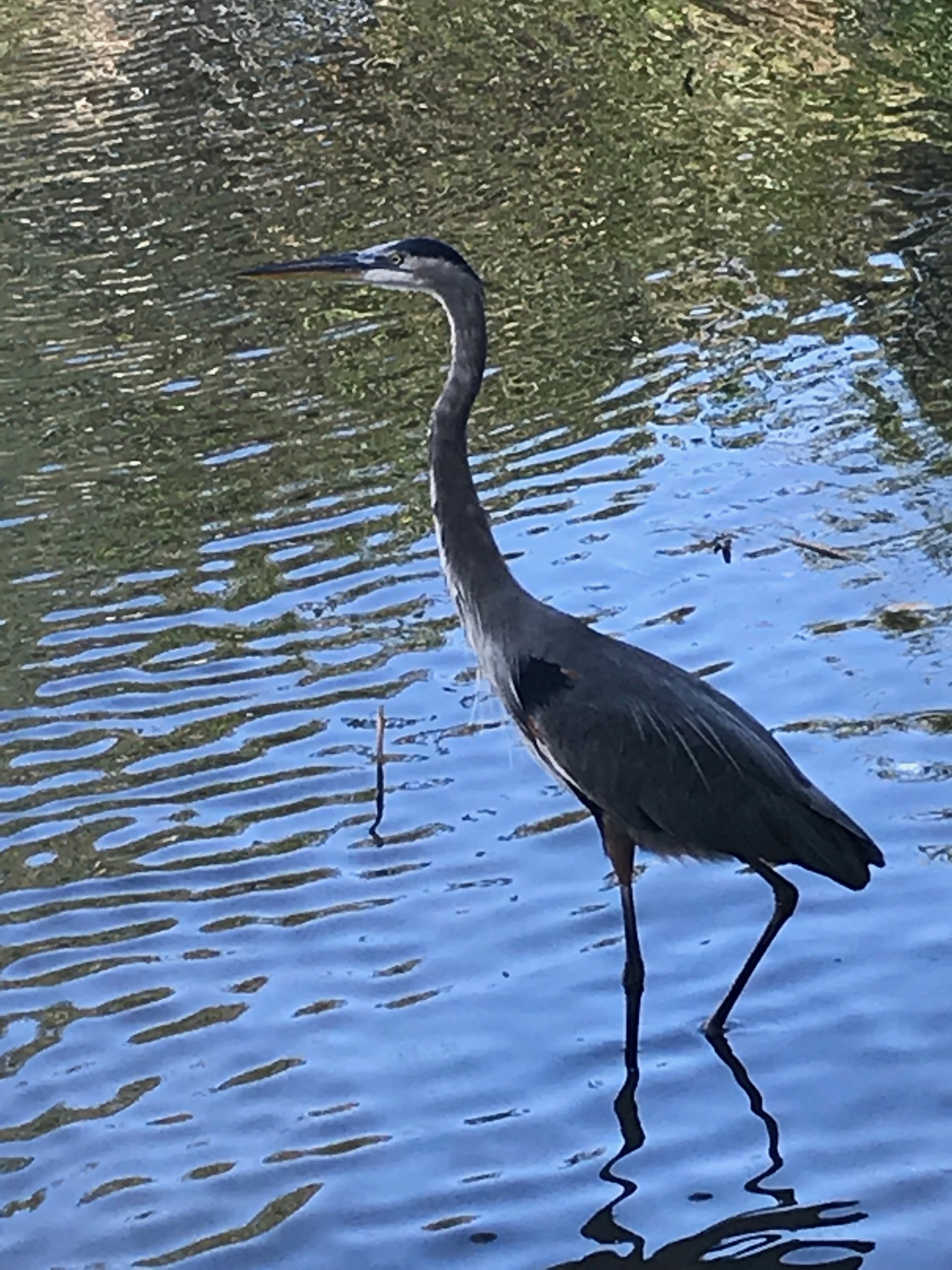 Heron waiting for his meal taken by 480 resident MS (iPhone 7)