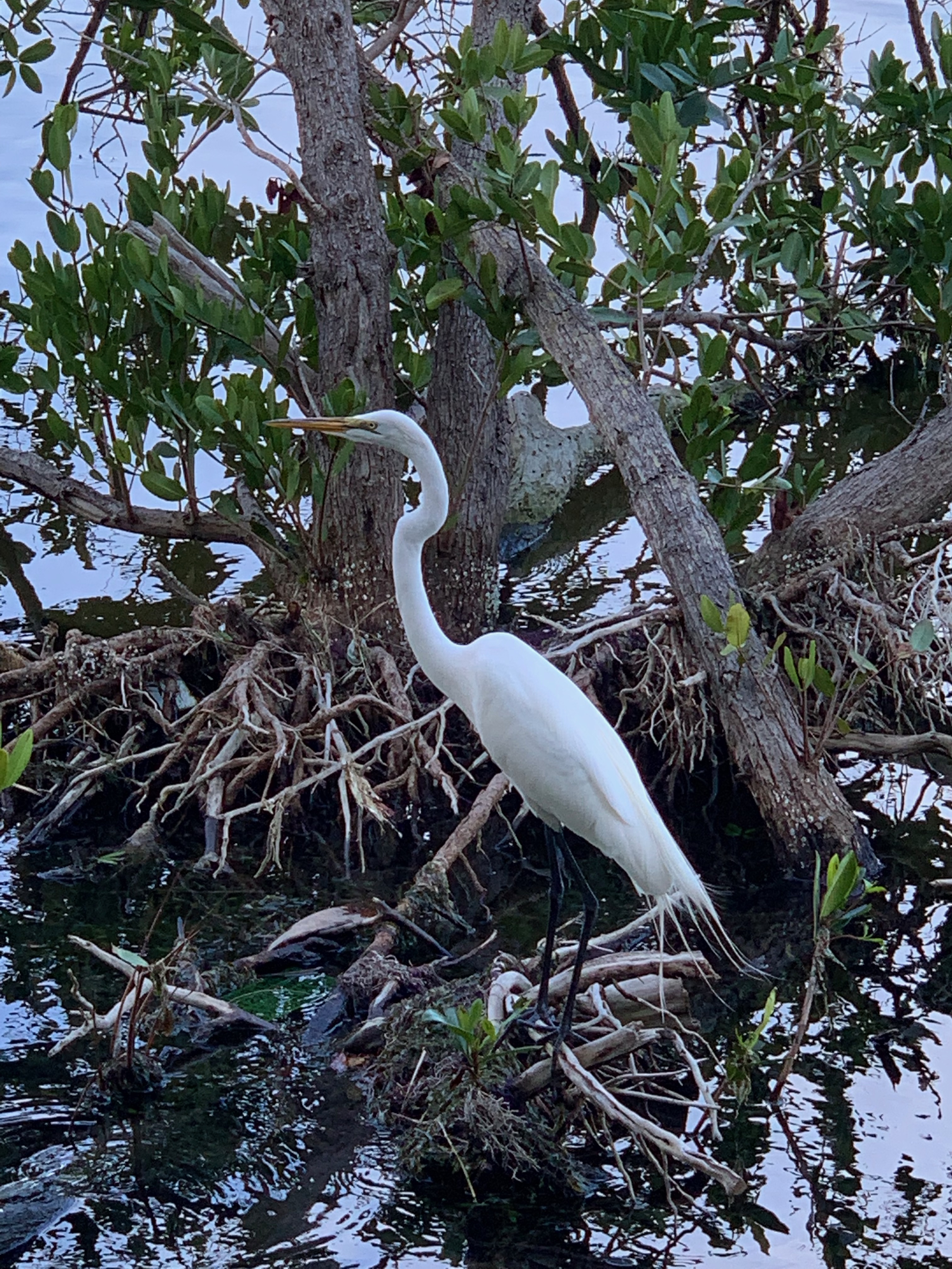 Egret resting on Mangrove taken by 480 resident MS (iPhone XS)