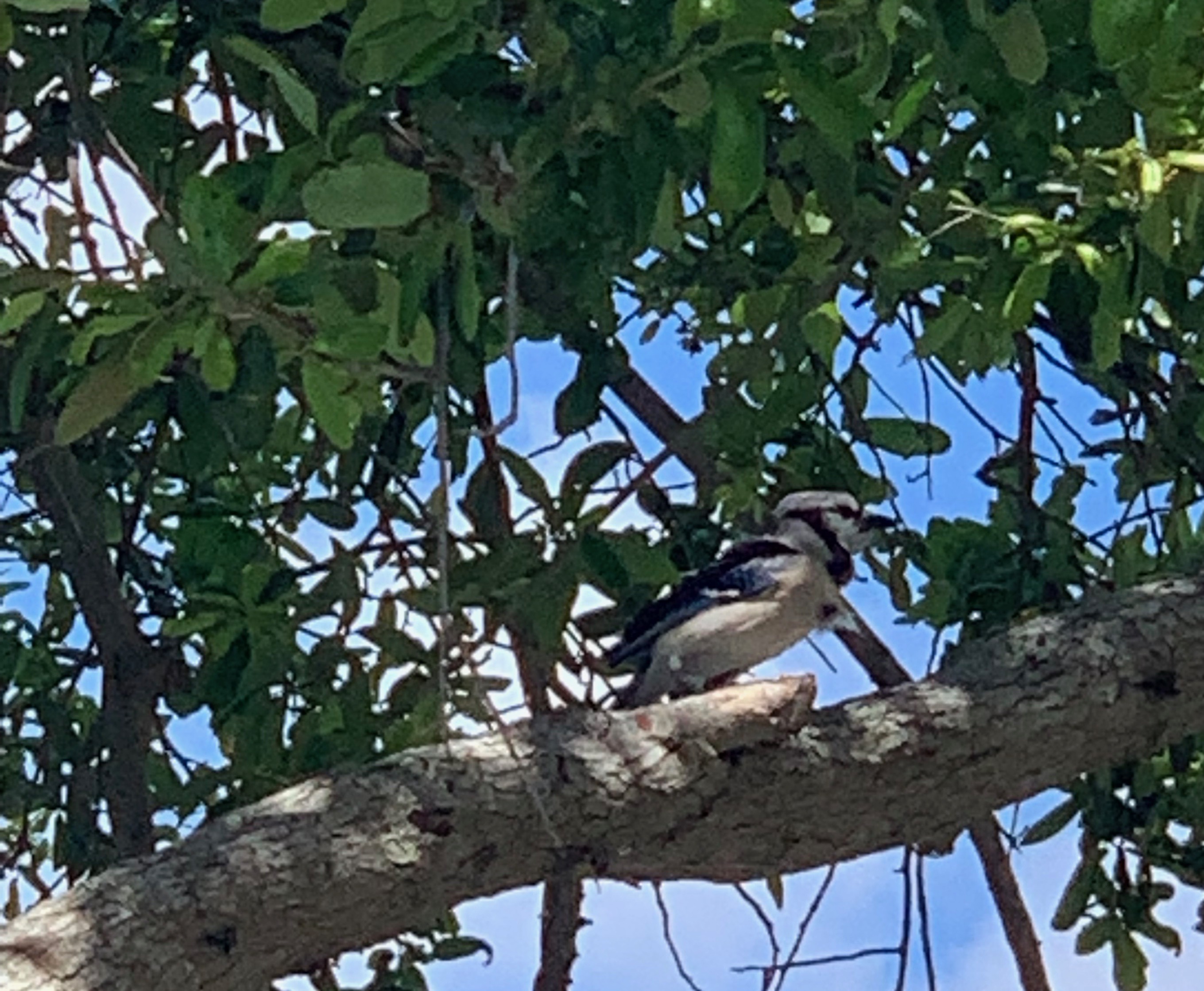 Scrub Jay by 480 resident MS (iPhone XS)